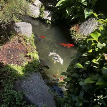 Tokyo Garden - Coi pond - Sushi Bars Near Me - Visalia, California Tokyo Garden - Coi pond - Sushi Bars Near Me - Visalia, California