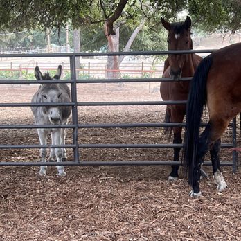 Kindred Spirits Care Farm - Animal Shelters Near Me - Chatsworth, California Kindred Spirits Care Farm - Animal Shelters Near Me - Chatsworth, California