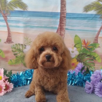 Happy Hound - Mini poodle 1st grooming - Pet Groomers Near Me - Oxnard, California