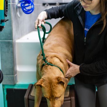 Quinntastic Dog Training - Pet Training Near Me - Denton, Texas