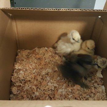 Amber Waves Pygmy Goats & Silkies - Pet Stores Near Me - Norco, California
