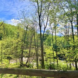 Chester Creek Trail - Chester Creek Trail