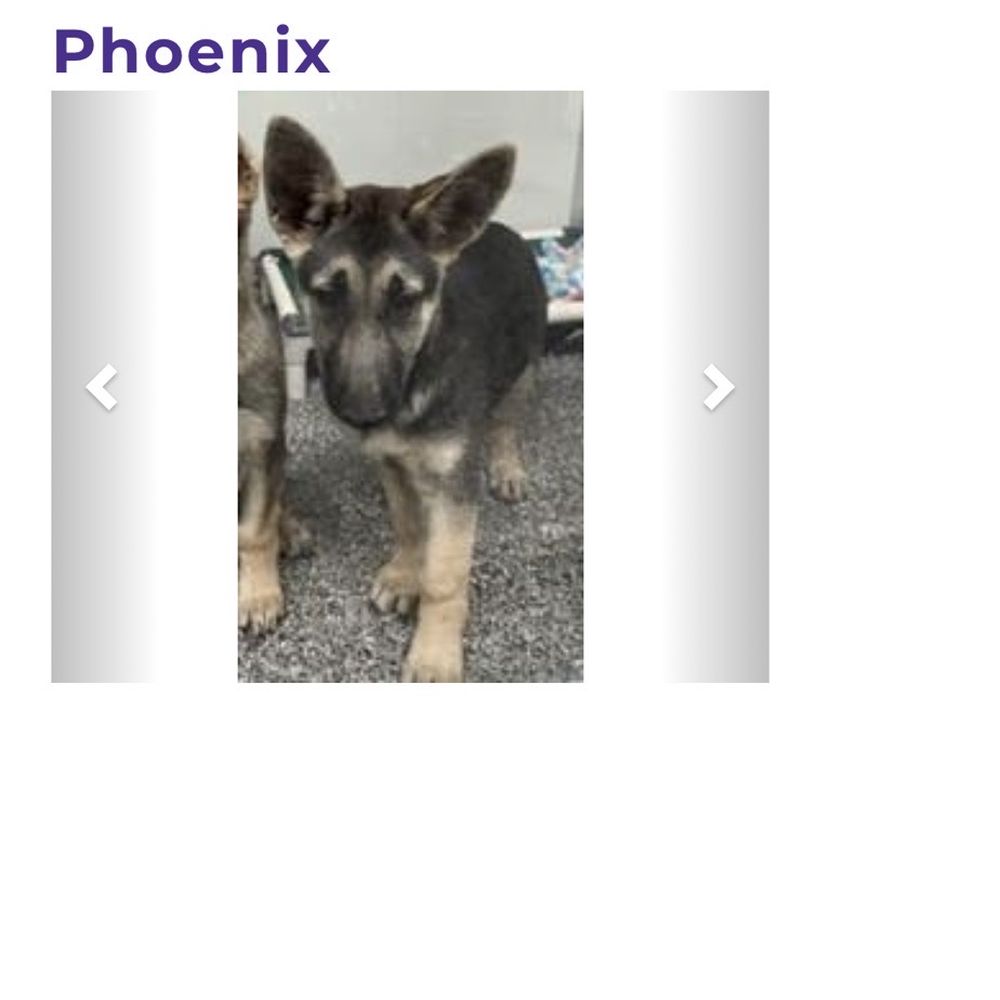 Ellis County SPCA - My German shepherds - Animal Shelters Near Me - Waxahachie, Texas