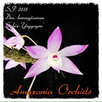 Amazonia Orchids - Nurseries & Gardening Near Me - Homestead, Florida