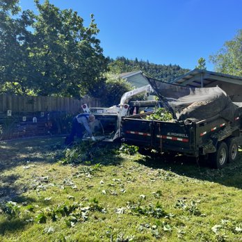 Sunrise Tree Service - Maple removal in process - Tree Services Near Me Sunrise Tree Service - Maple removal in process - Tree Services Near Me