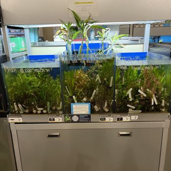 Petco - Aquatic plants - Pet Stores Near Me - Roseburg, Oregon