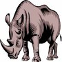 Photo of White Rhino