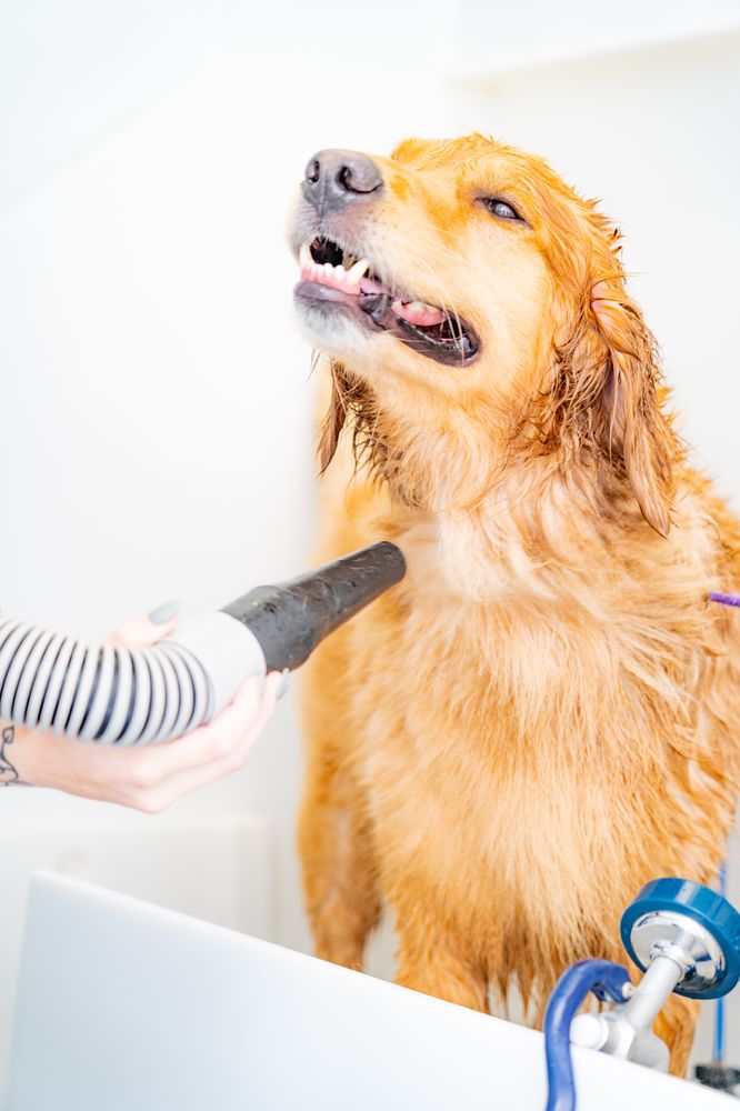 KENNELWOOD PET RESORT Updated September 2024 17 Reviews 2008