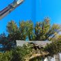 Photo of Tree Notch Tree Service