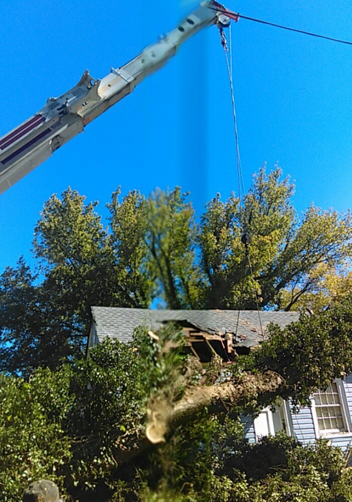 Tree Notch Tree Service - tree service in Richmond, VA