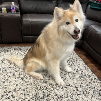 Well Groomed Pets - Parker - Pet Groomers Near Me - Parker, Colorado