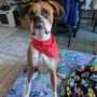 Photo of Dog Gone Gorgeous Grooming Salon