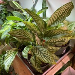 Plant Party - Calathea Sanderiana