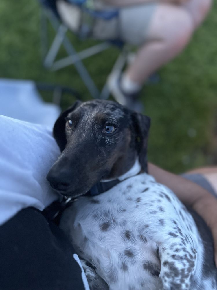 CANINE CONNECTIONS DOG TRAINING & GROOMING Request an Appointment