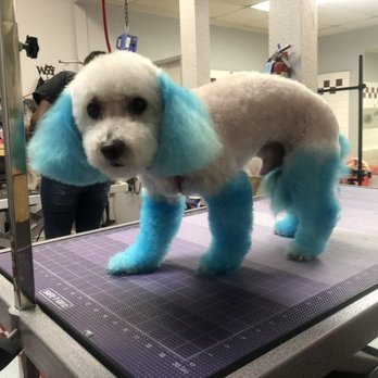 Shaggy2swaggypets - Pet Groomers Near Me - Riverside, California Shaggy2swaggypets - Pet Groomers Near Me - Riverside, California