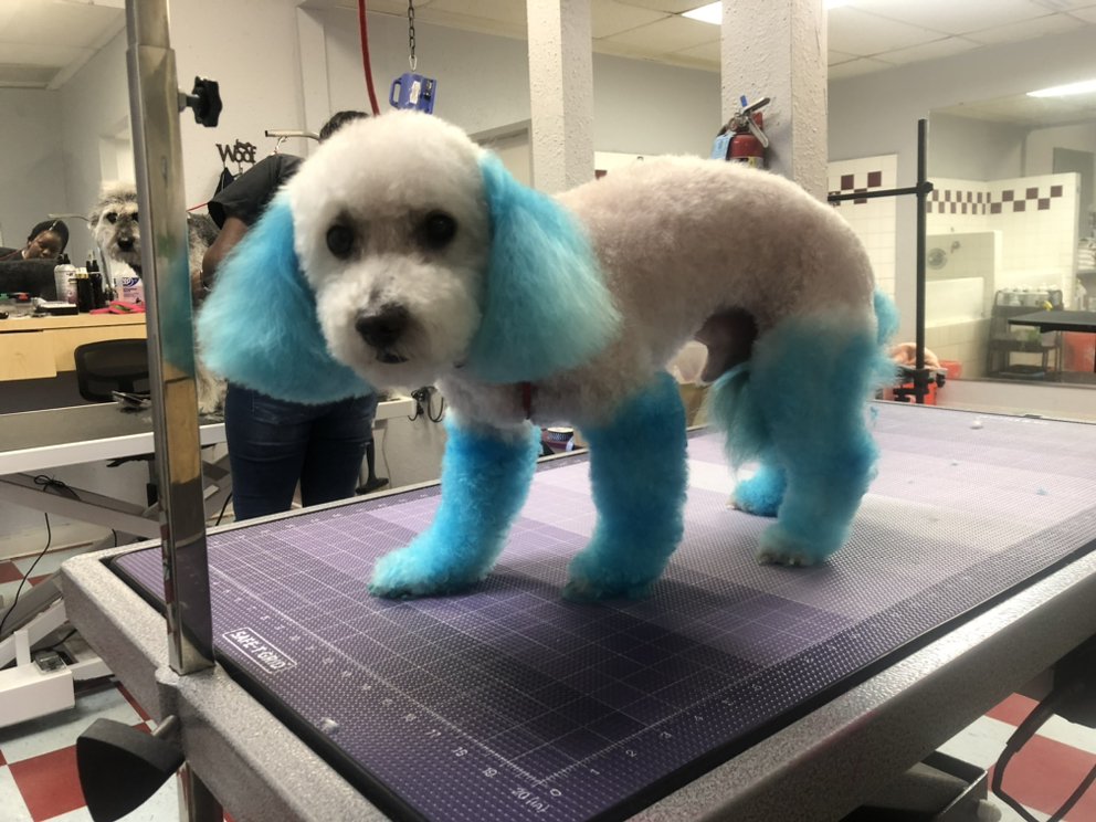 SHAGGY2SWAGGYPETS 196 Photos & 91 Reviews 3411 Arlington, Riverside, California Pet