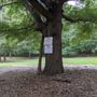 Photo of Magnolia Street Park