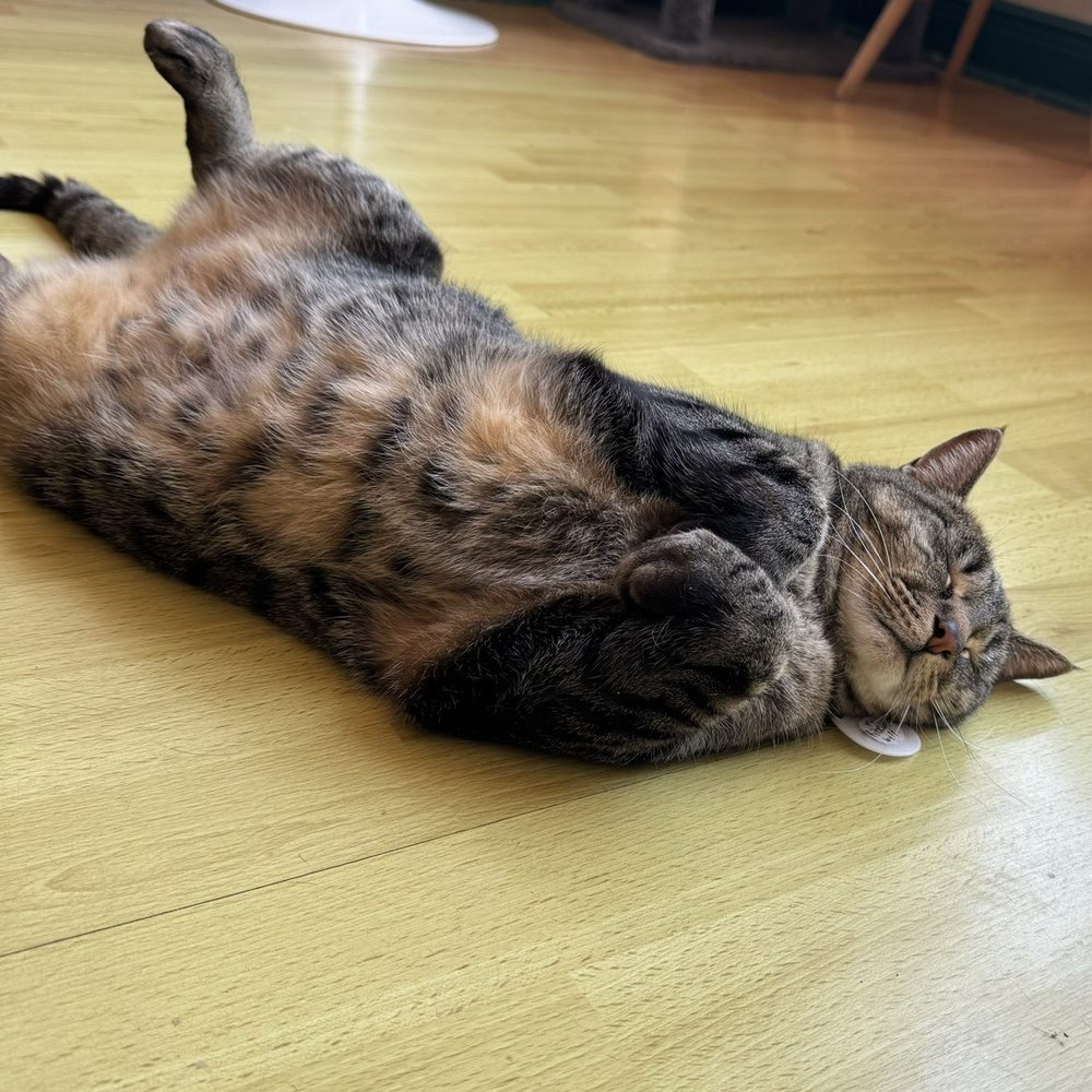 Feeline Good Cat Cafe - Cafes Near Me - Gainesville, Florida Feeline Good Cat Cafe - Cafes Near Me - Gainesville, Florida