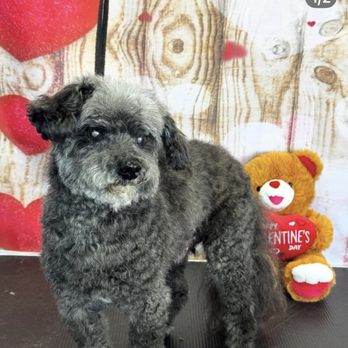 Vickie's Pampered Pet - Winston - Pet Stores Near Me - Ventura, California
