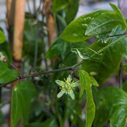 Wilcox Nursery and Landscape - Native Corkystem Passionsvine. Host for Gulf Fritillary and Zebra Longwing butterflies. Grows great in shade or sun!
