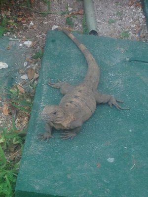 Iberostar Waves Tucan by null