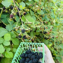 EARTHseed Farm - Blackberries