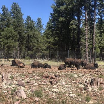 Bearizona - Bison - Zoos Near Me - Williams, Arizona Bearizona - Bison - Zoos Near Me - Williams, Arizona