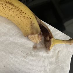 BJ's Wholesale Club - A disgustingly rotten banana from a purchase made 1 day ago