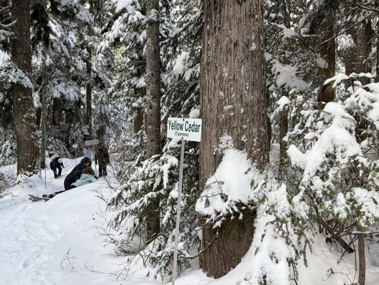 Cypress Mountain by null