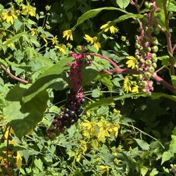Chicago Portage National Historic Site - Some kind of berries- don't eat them, my husband says they're poisonous