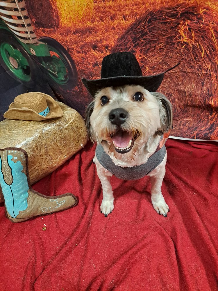 JR PET SERVICES WAGGIN’ TRAIN Updated August 2024 6856 Carrollton