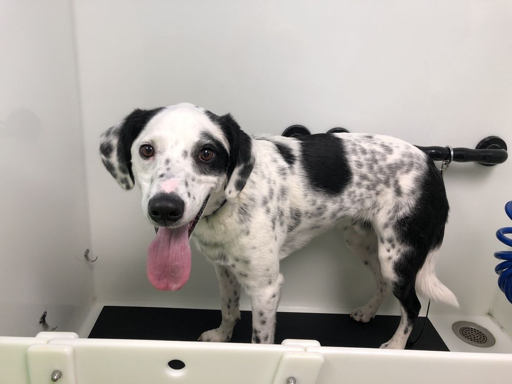 CANINE CLEAN Updated September 2024 17 Photos & 19 Reviews 2311