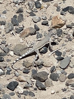 Tule Springs Fossil Beds National Monument by null