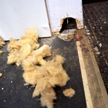 Kenwood Pest Control - Pest Control Near Me Kenwood Pest Control - Pest Control Near Me