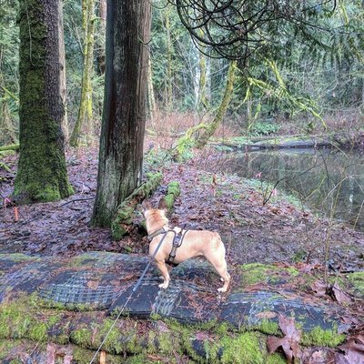 Green River College by null