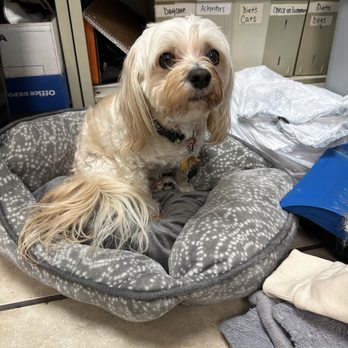 Paws Inn Paradise - Thor, working behind the desk at Paws in Paradise, helping with the filing - Pet Sitting Near Me - Pinellas Park, Florida