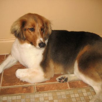 Pet's Top - Pet Groomers Near Me - Alpharetta, Georgia Pet's Top - Pet Groomers Near Me - Alpharetta, Georgia