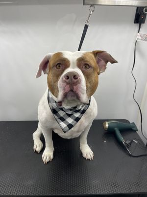 Tail Wagging Mobile Pet Grooming - 🐾 Aloha, Fur-tastic Friends! 🌺

Wave goodbye to messy fur and say hello to a paw-some grooming experience! 🚗💨 Our mobile pet grooming van comes straight to your doorstep, so your fur baby can stay cool, calm, and clean—without leaving the house! 🏝️

Call now, and let us bring the Aloha to your pet's grooming day! 🌊🐕🌺

P.S. No Hawaiian shirt required—just the fur baby! 🌴