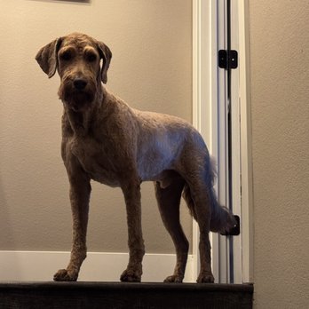 The Paw Queen - Doggy - Pet Groomers Near Me - Boulder City, Nevada