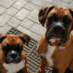 Quiet Mind Light Center - My beautiful boxers who are a great source of unconditional love for me.