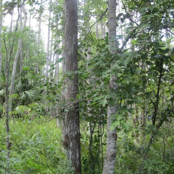 Ah-Tah-Thi-Ki Museum - nature trail - Museums Near Me - Clewiston, Florida Ah-Tah-Thi-Ki Museum - nature trail - Museums Near Me - Clewiston, Florida