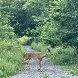LaBagh Woods - Deer