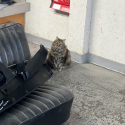 P & C Auto Recyclers - At least they have a cat to keep you company while you wait‍