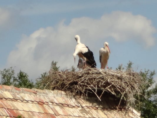 Écomusée d'Alsace by null