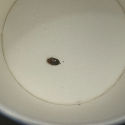 Fourwinds Lakeside & Marina - Bed bug