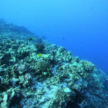 Pro Diver Maui - Molokini - Reef End - Scuba Diving Near Me - Kihei, Hawaii