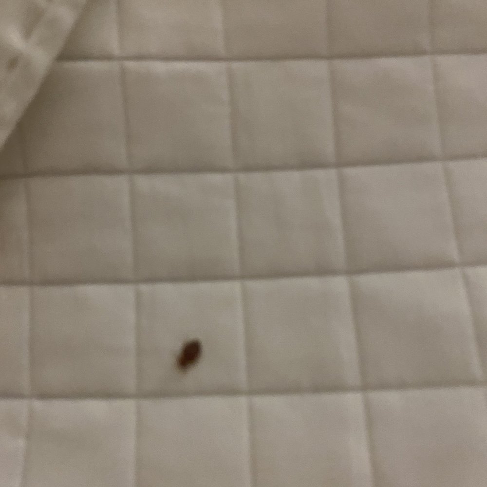Bed bugs!