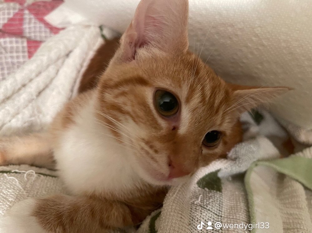 INDIAN RIDGE ANIMAL HOSPITAL Updated August 2024 1100 Indian Trail Dr, Kingsport, Tennessee