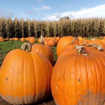 Schilter Family Farm - Pumpkin Patches Near Me - Lacey, Washington Schilter Family Farm - Pumpkin Patches Near Me - Lacey, Washington