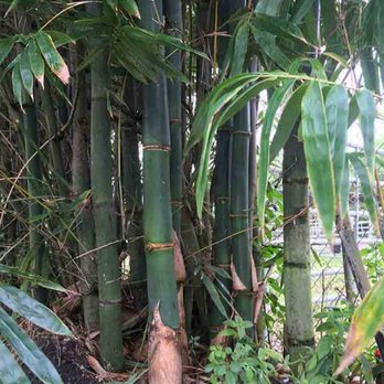 Peltons Bamboo - a close up of a bamboo tree - Nurseries & Gardening Near Me - Miami, Florida Peltons Bamboo - a close up of a bamboo tree - Nurseries & Gardening Near Me - Miami, Florida